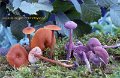 Laccaria laccata-amf1061-et amethystina